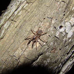 Gippsicola