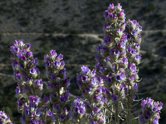 Echium albicans