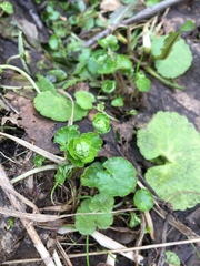 Chrysosplenium alternifolium