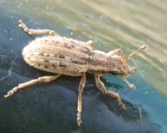 Sitona macularius