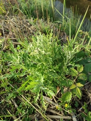 Senecio pterophorus