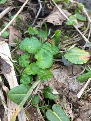 Chrysosplenium alternifolium