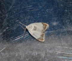 Neoduma kuangtungensis