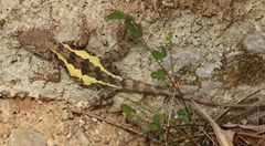 Diploderma micangshanense