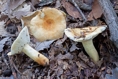 Russula ballouii