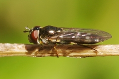 Platycheirus albimanus