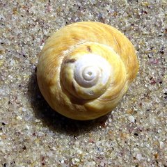 Gibbula magus