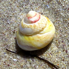 Steromphala albida