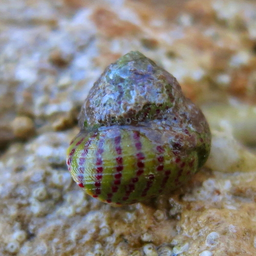 Steromphala divaricata