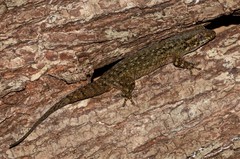 Geckolepis