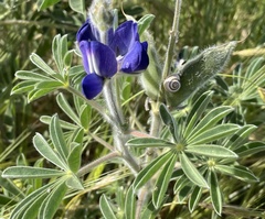 Lupinus pilosus