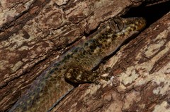 Geckolepis