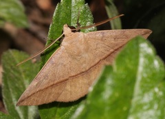 Ugia purpurea