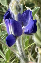 Lupinus pilosus