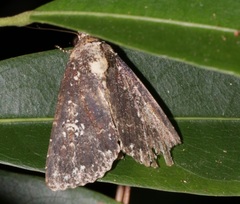 Condica albigutta