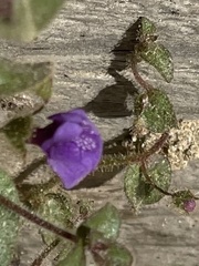 Sairocarpus pusillus