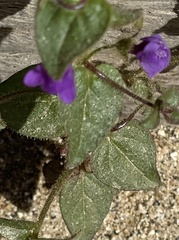 Sairocarpus pusillus