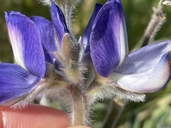 Lupinus pilosus