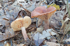 Lactarius mutabilis