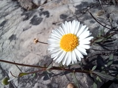 Erigeron karvinskianus