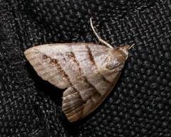 Flammona trilineata