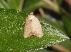 Anachrostis