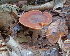Lactarius mutabilis