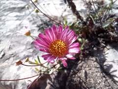 Erigeron karvinskianus
