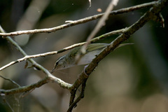 Phylloscopus tenellipes