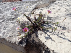 Erigeron karvinskianus