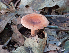 Lactarius mutabilis