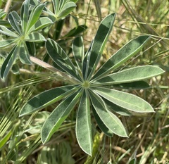 Lupinus pilosus