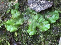 Marchantia polymorpha ruderalis