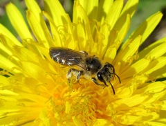 Andrena ventralis