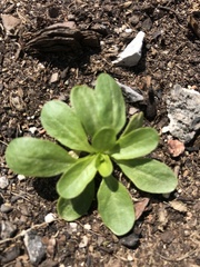 Thlaspi arvense