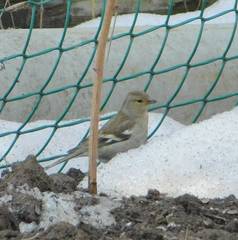 Fringilla coelebs