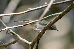 Phylloscopus tenellipes