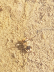 Corixoidea
