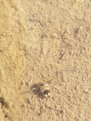 Corixoidea