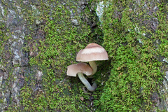 Homophron