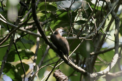 Cacomantis sonneratii