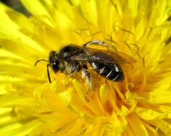 Andrena ventralis