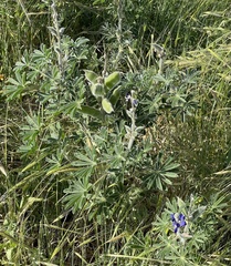 Lupinus pilosus