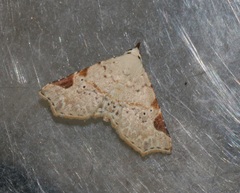 Prolophota trigonifera