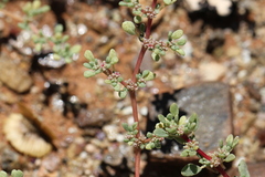 Trianthema parvifolia