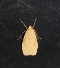 Paralithosia shaowuica