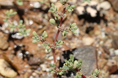 Trianthema parvifolia