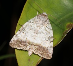 Blenina quinaria