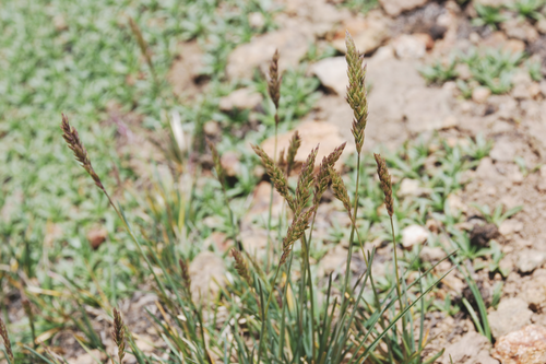 Trisetum spicatum iNat (3)