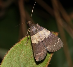 Hydrillodes nilgirialis